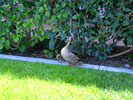 babyduck5