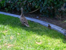 duckbutt