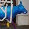 blue man cow