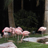 flamingos.  goth flamingo not pictured, as it was camera shy