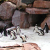 penguins