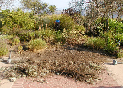 pulling out gazania