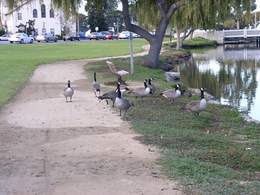 they wanted to eat my ankles.  I could see it in their beady little eyes