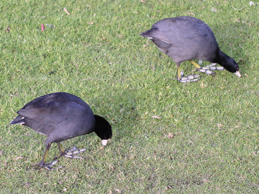 look at their cute little feet!