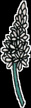 Asphodel
