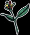 Clove