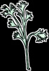 Hemlock