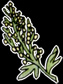 Wormwood